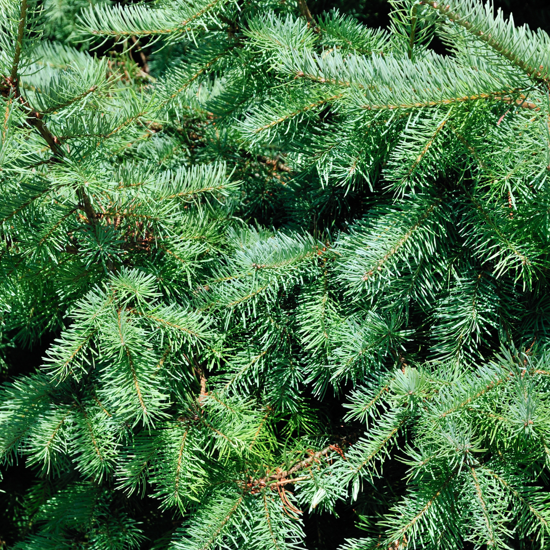 Kleiner Weihnachtsbaum – 70 cm – Picea Glauca Conica