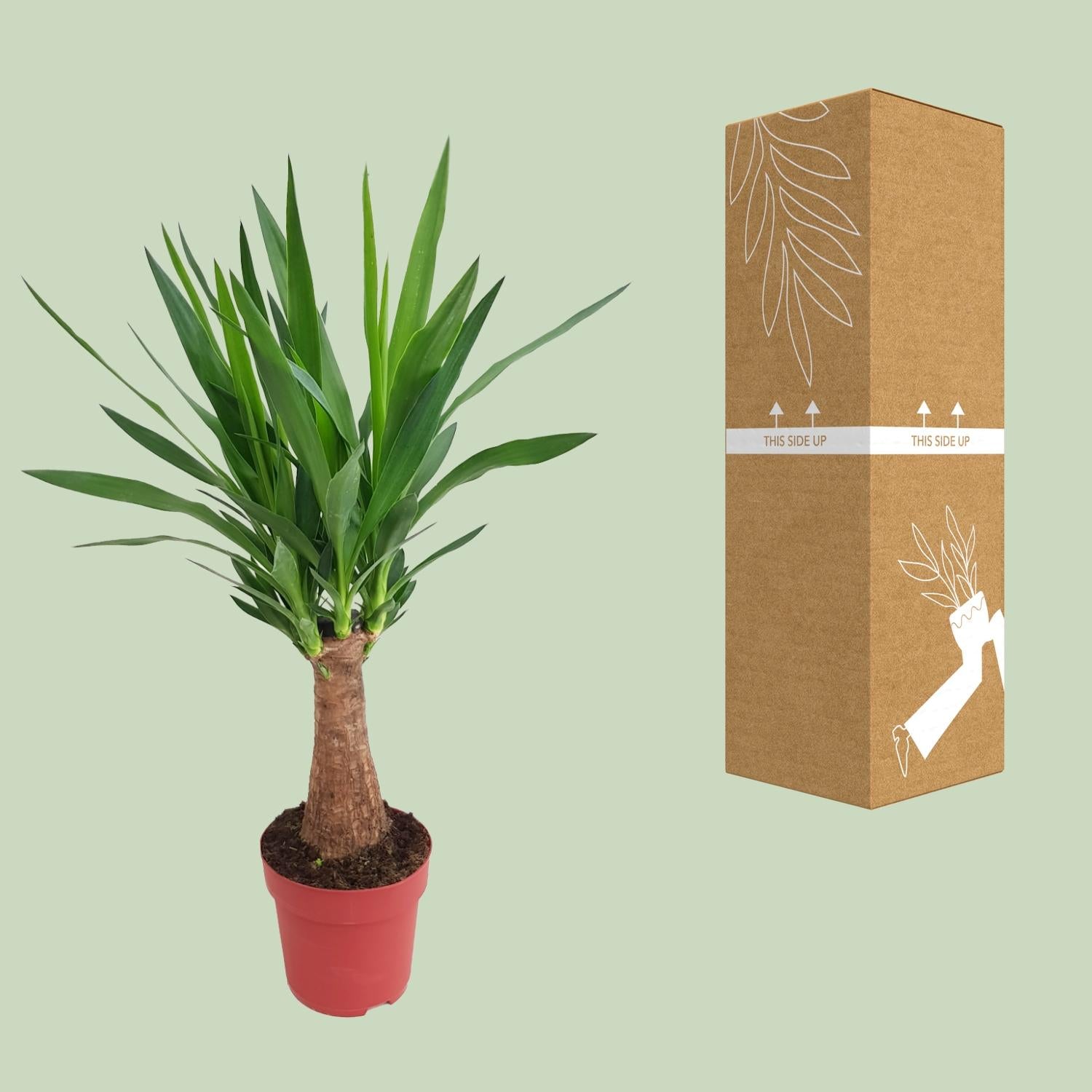Yucca &quot;Maya Tree&quot; 30stam P19 - Ø19cm - ↕80cm