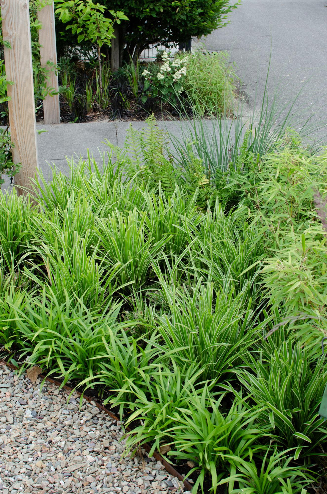 Japan-Segge - Carex morrowii &