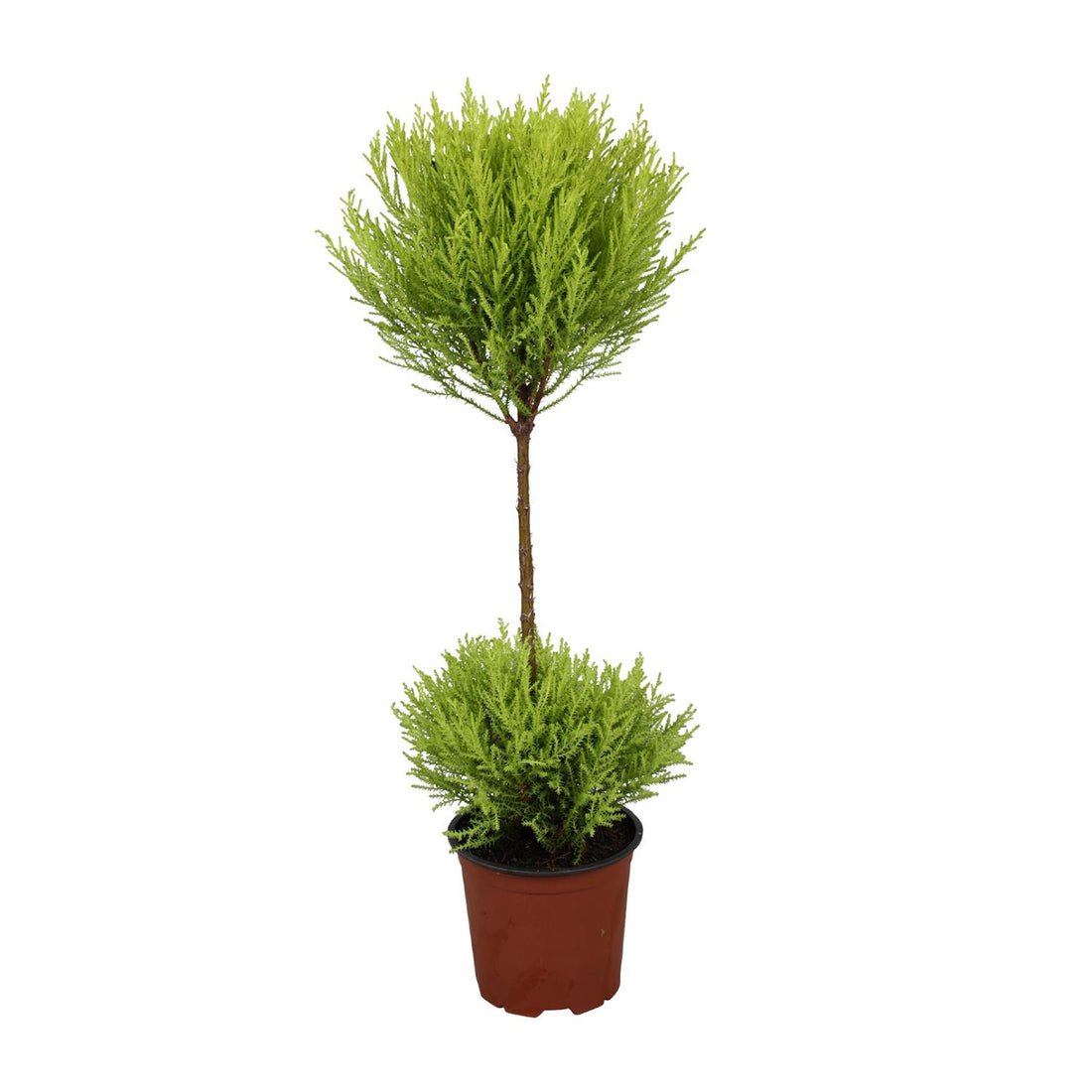 Zypresse - Cupressus Goldcrest Wilma - Ø14cm - ↕60cm