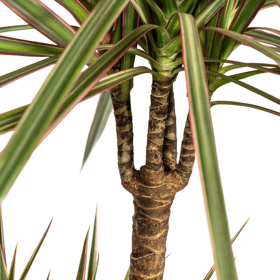 Drachenbaum zweifarbig mit Korb - Dracaena Marginata Bicolor - Ø21cm - ↕110 - 130cm
