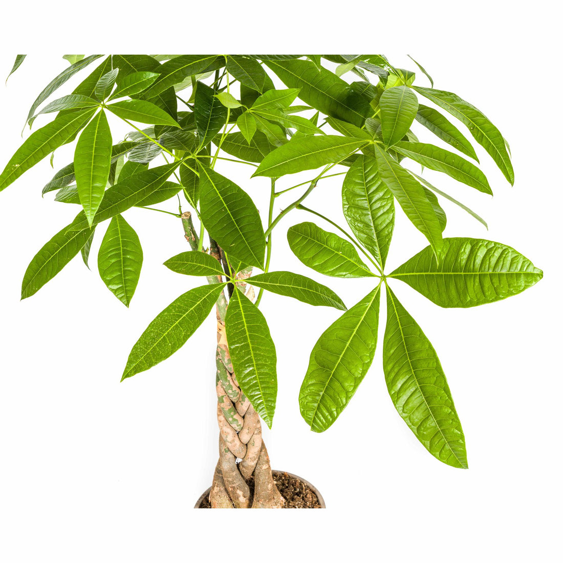 Glückbaum/Geldbaum mit Korb - Pachira Aquatica mit Korb Ø21cm - ↕90 - 110cm