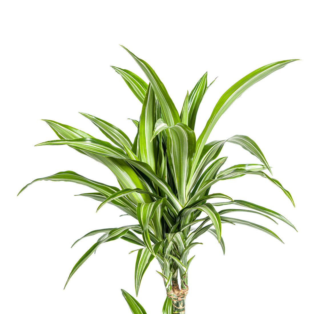 Drachenbaum mit Korb - Dracaena Deremensis White Stripe mit Korb Ø21cm - ↕90 - 110cm