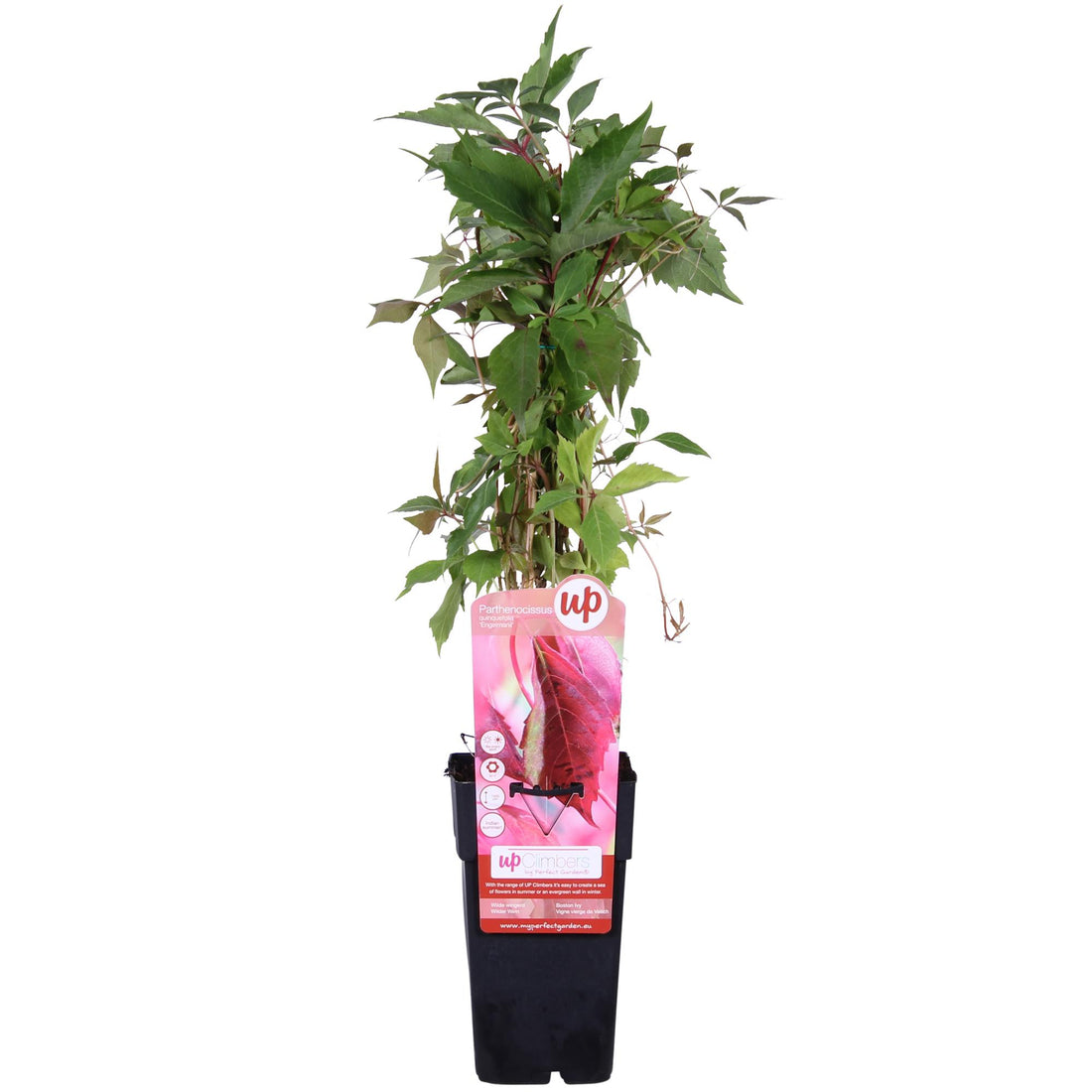 Wilder Wein - Parthenocissus q. var. &