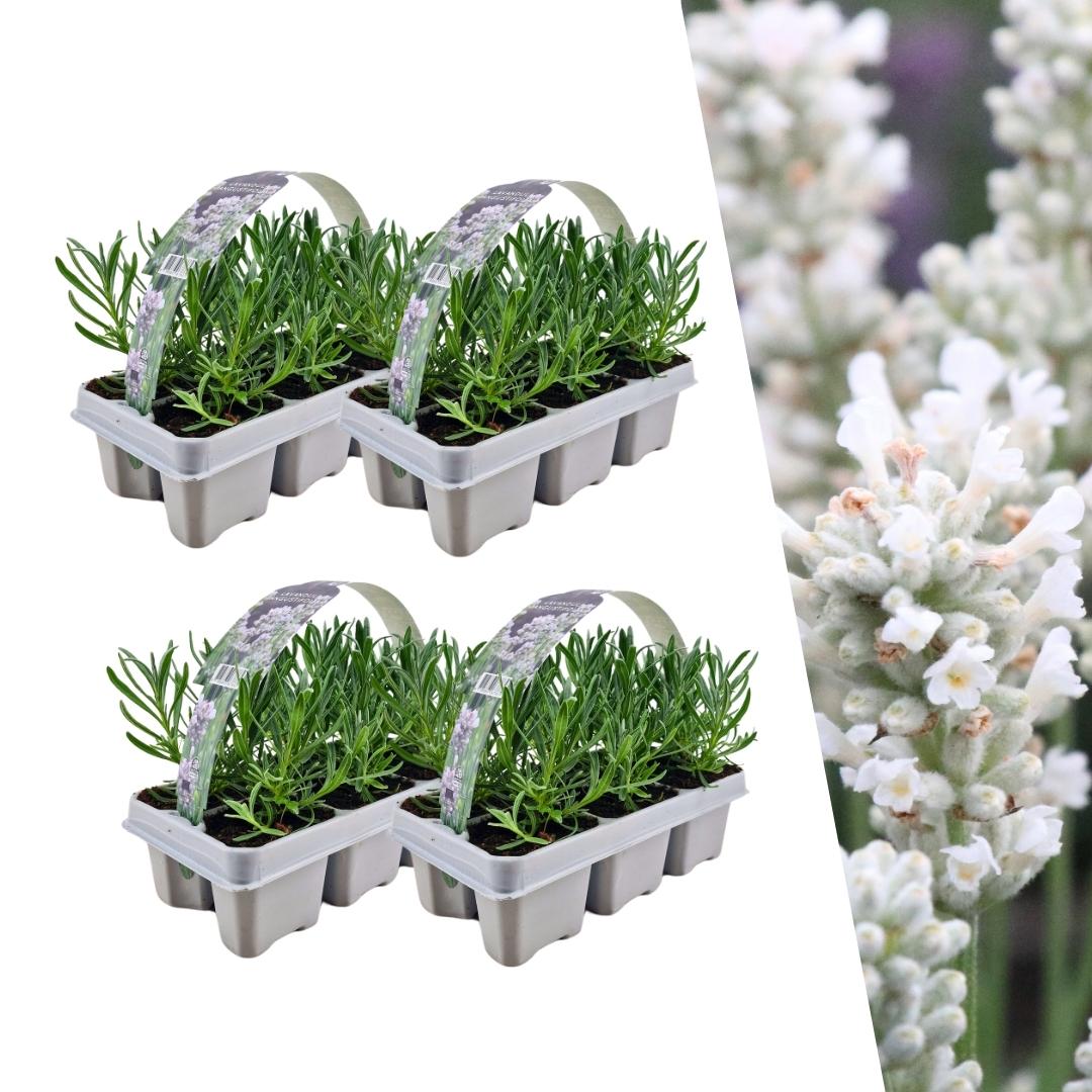 Lavendel weiß - 24er Set x Ø7 cm - ↕15 cm