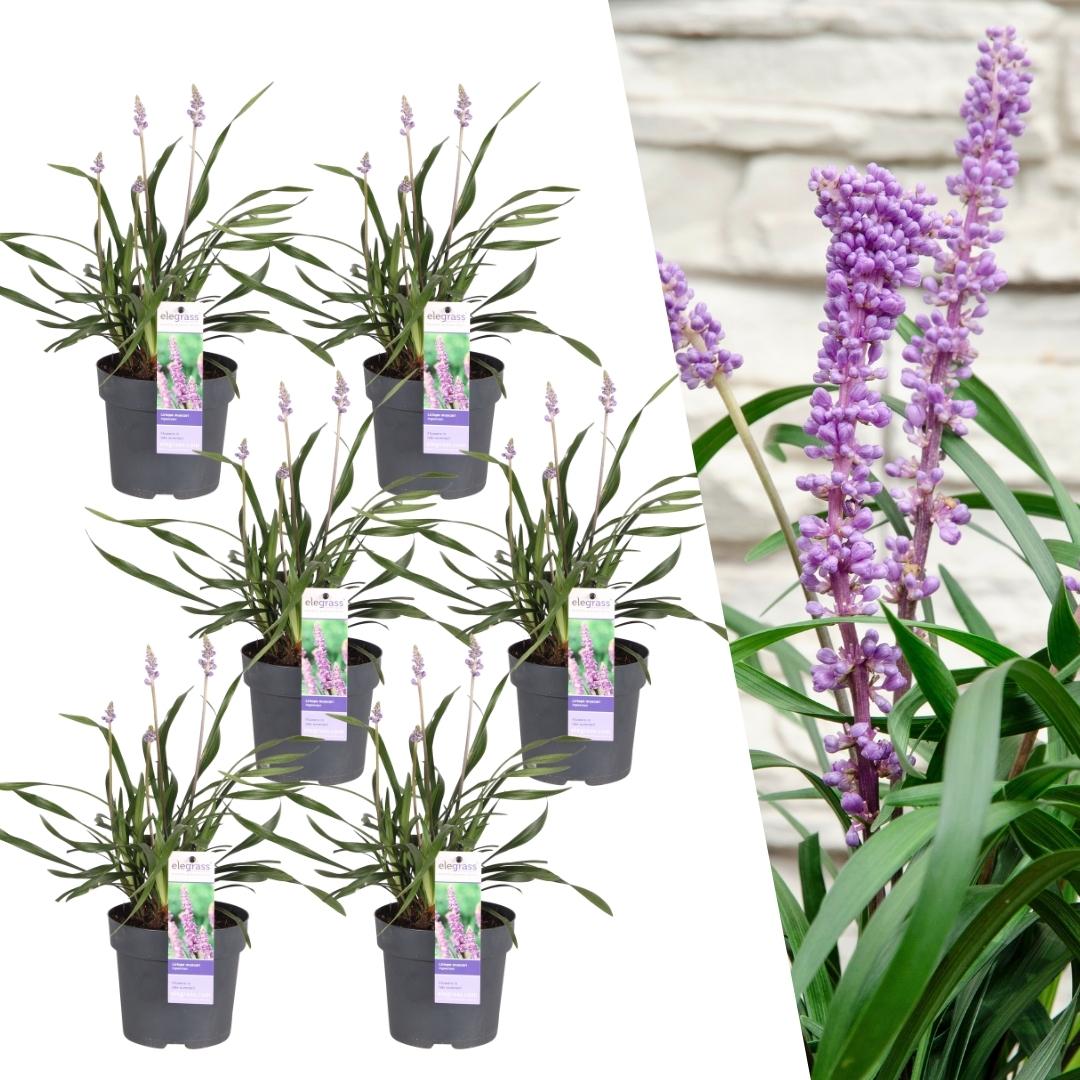 Lilientraube &