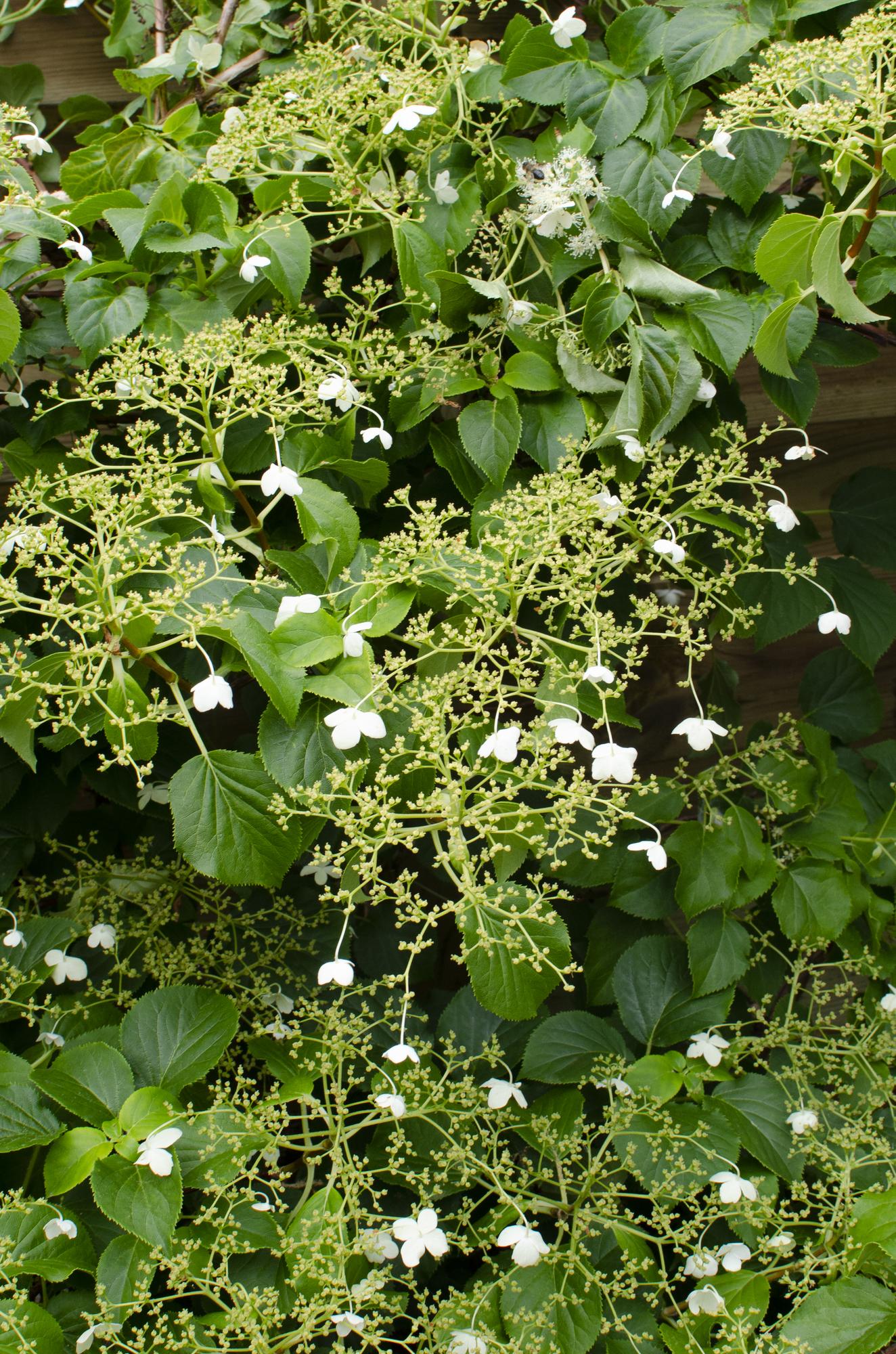 Kletterhortensie - Hydrangea petiolaris - Ø15cm - ↕65cm