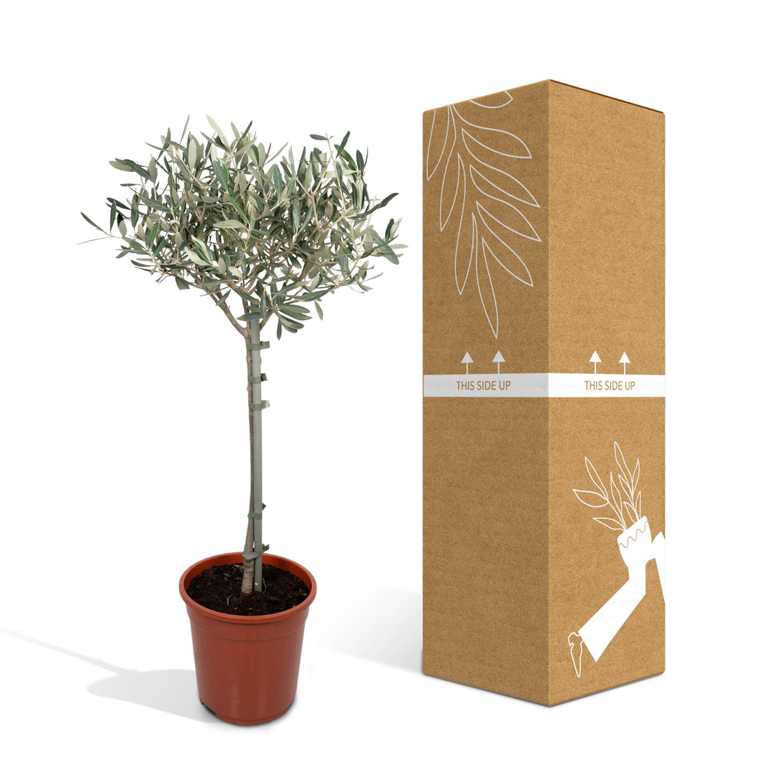 Olive Stämmchen - Ø19cm - ↕90cm