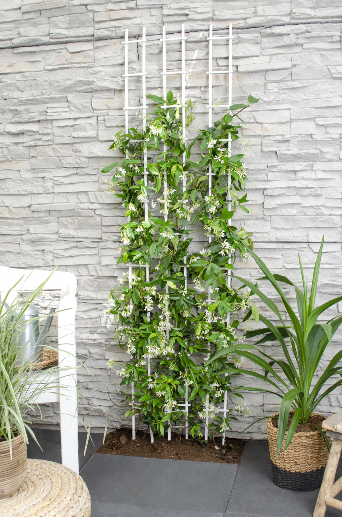 Toskanischer Jasmin Weiß - Trachelospermum &