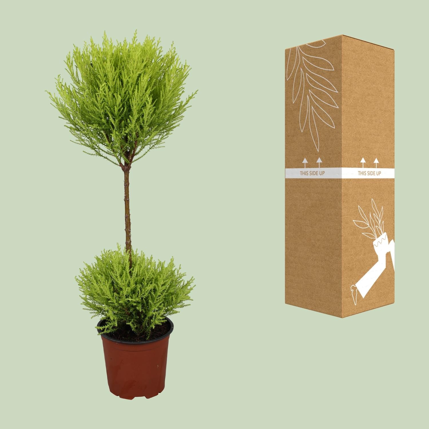 Zypresse - Cupressus Goldcrest Wilma - Ø14cm - ↕60cm