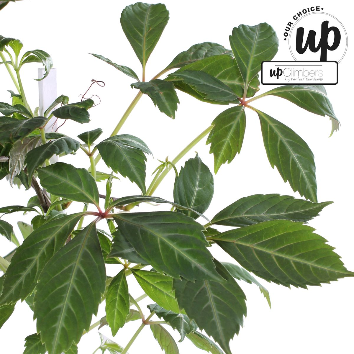 Jungfernrebe - Parthenocissus henryana - Ø15cm - ↕65cm