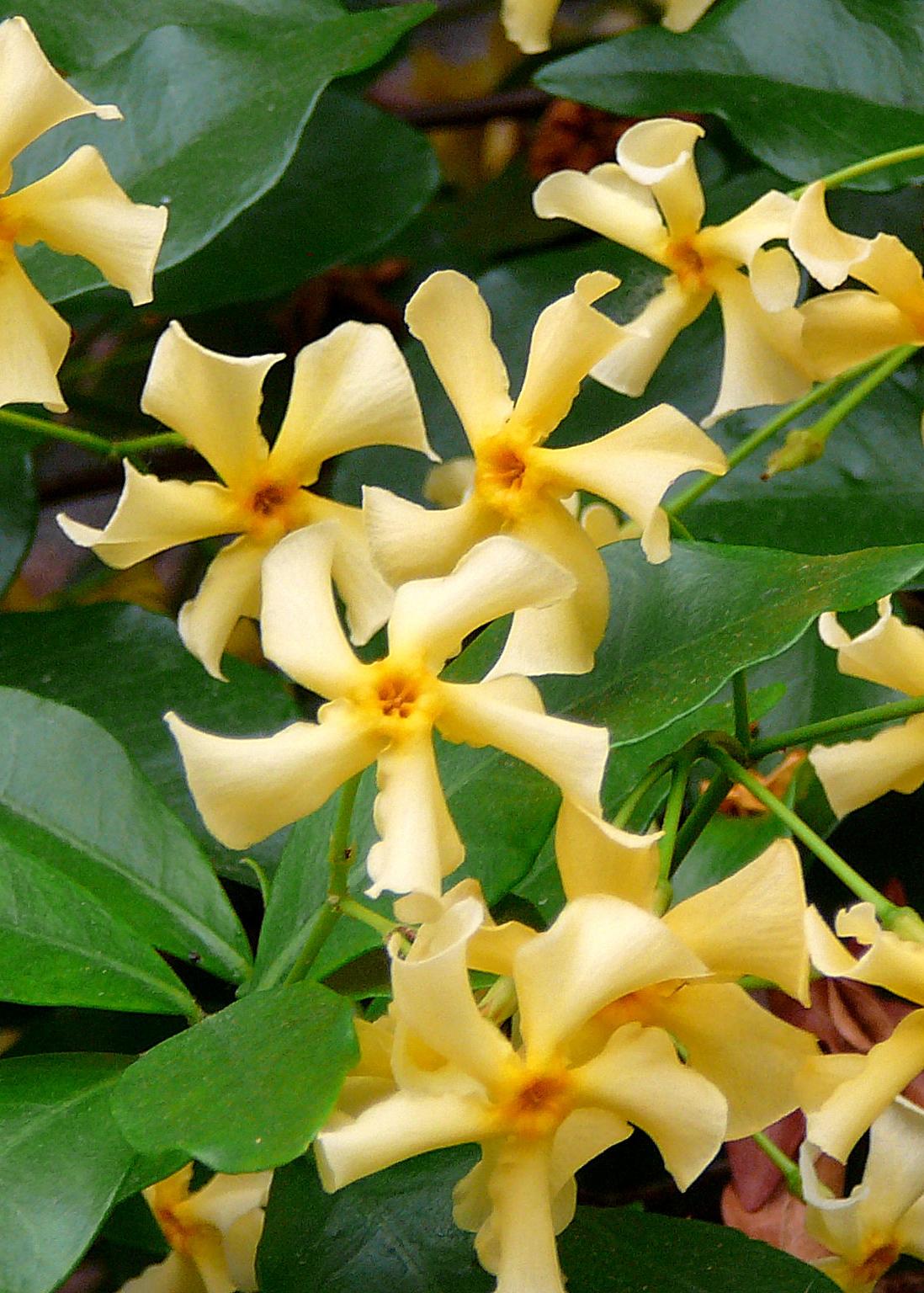 Toskanischer Jasmin Gelb - Trachelospermum &