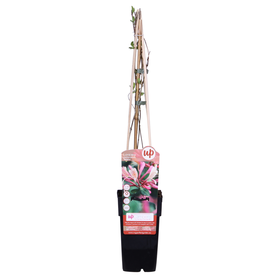 Lonicera periclymenum &