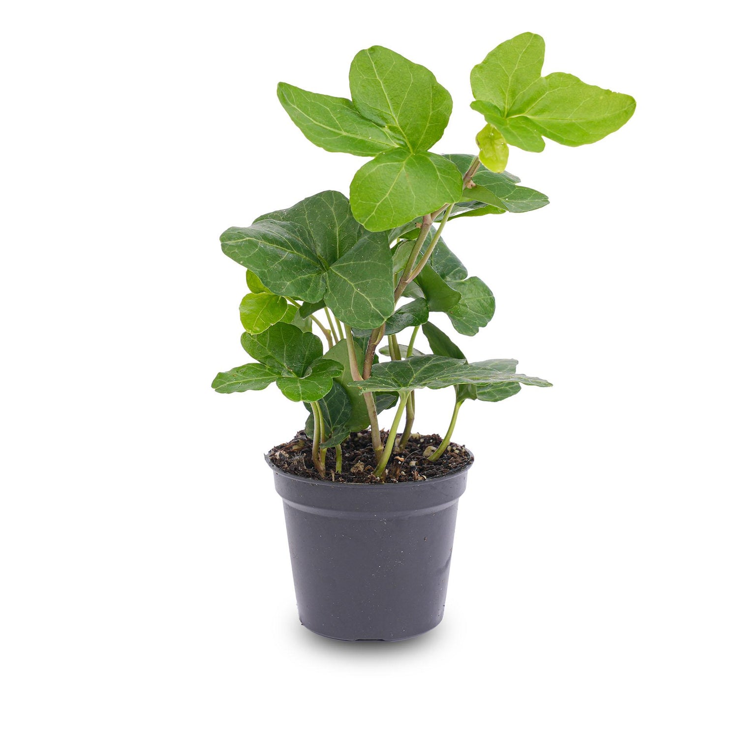 Hedera helix - Ø 6 cm - Houseplant &amp; Terrarium plant