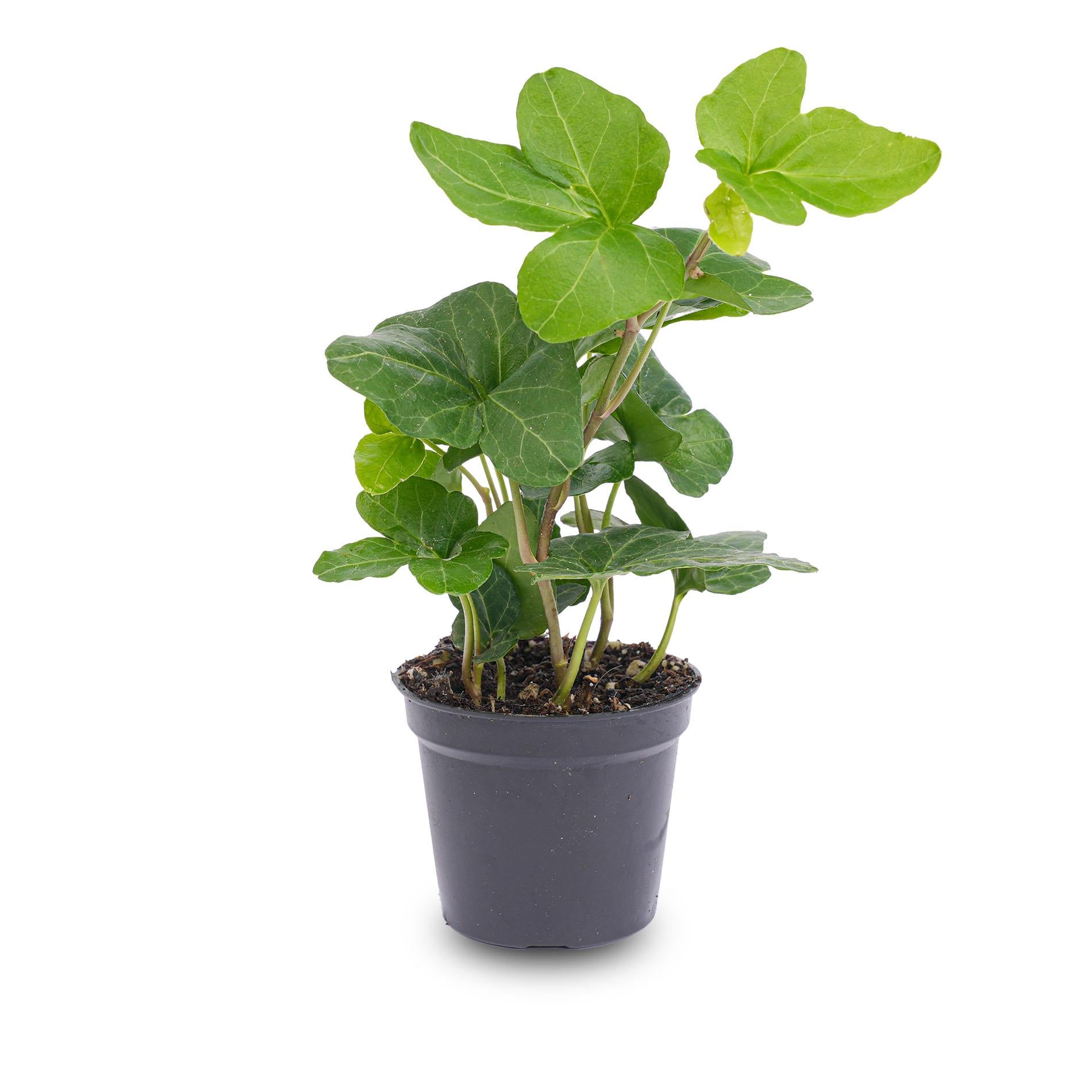 Hedera helix - Ø 6 cm - Houseplant &amp; Terrarium plant