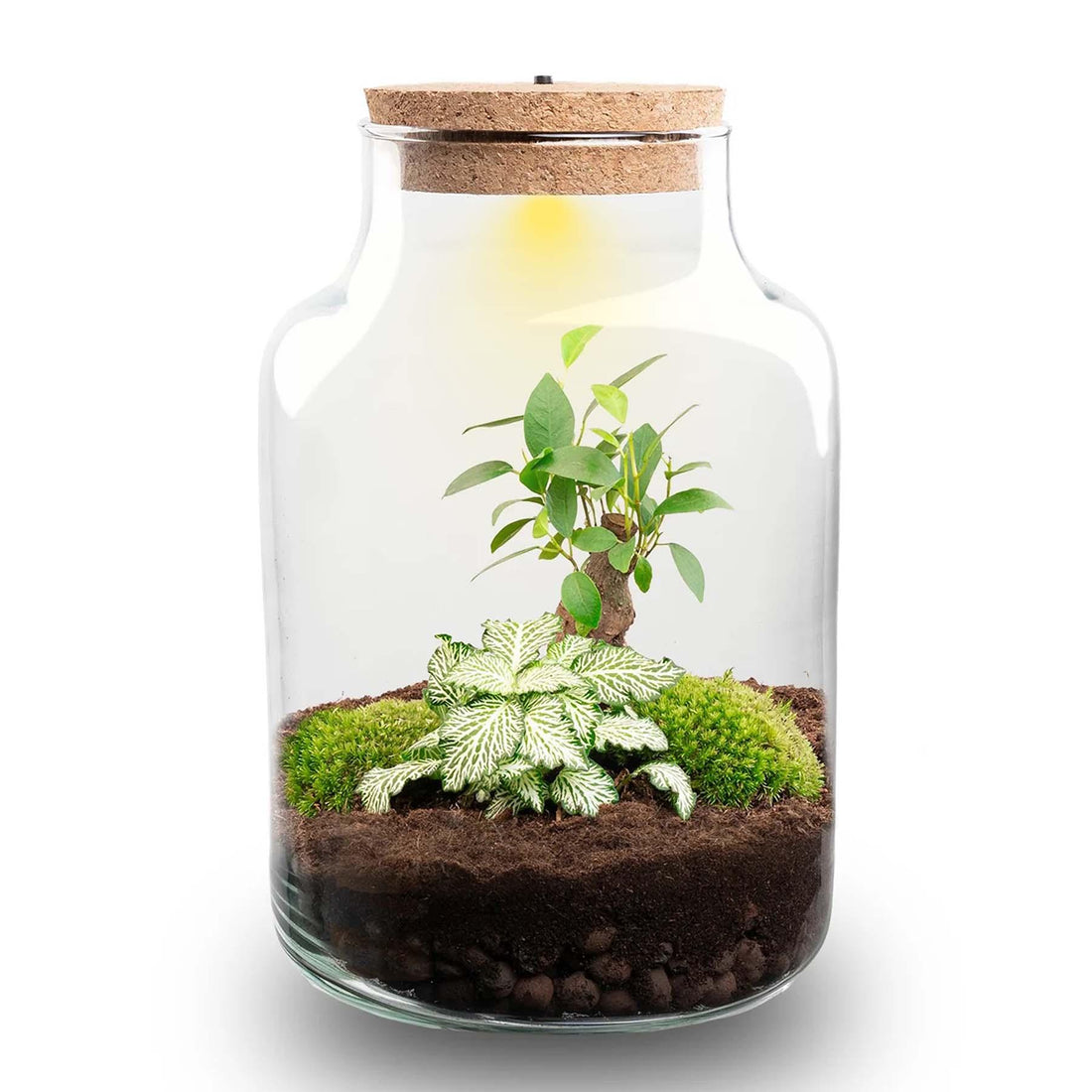 DIY Flaschengarten mit Licht - Little Milky Bonsai - Ø 17 cm ↑ 25 cm
