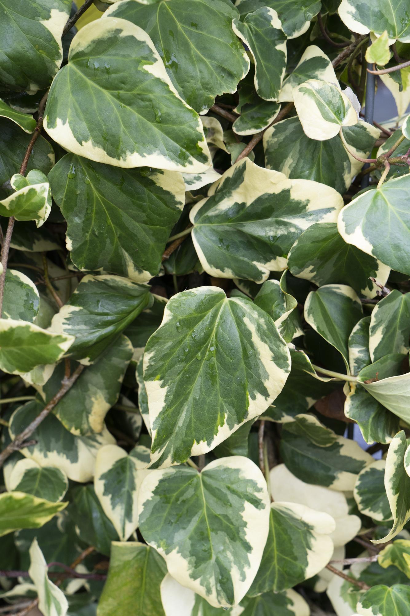 Hedera colchica &