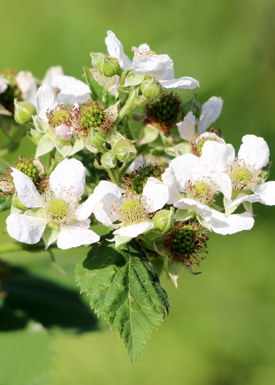 Himbeere - Rubus idaeus &