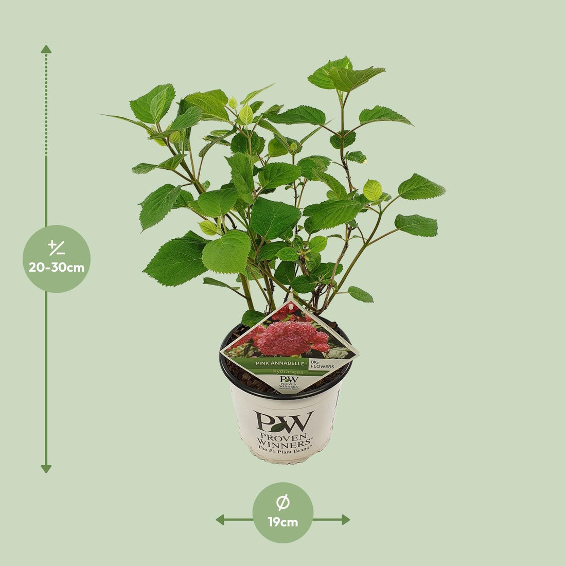 Hydrangea arbo. &