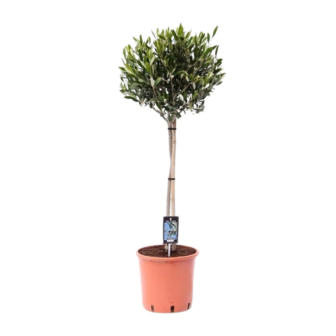 Olivenbaum - Ø22cm - ↕100cm