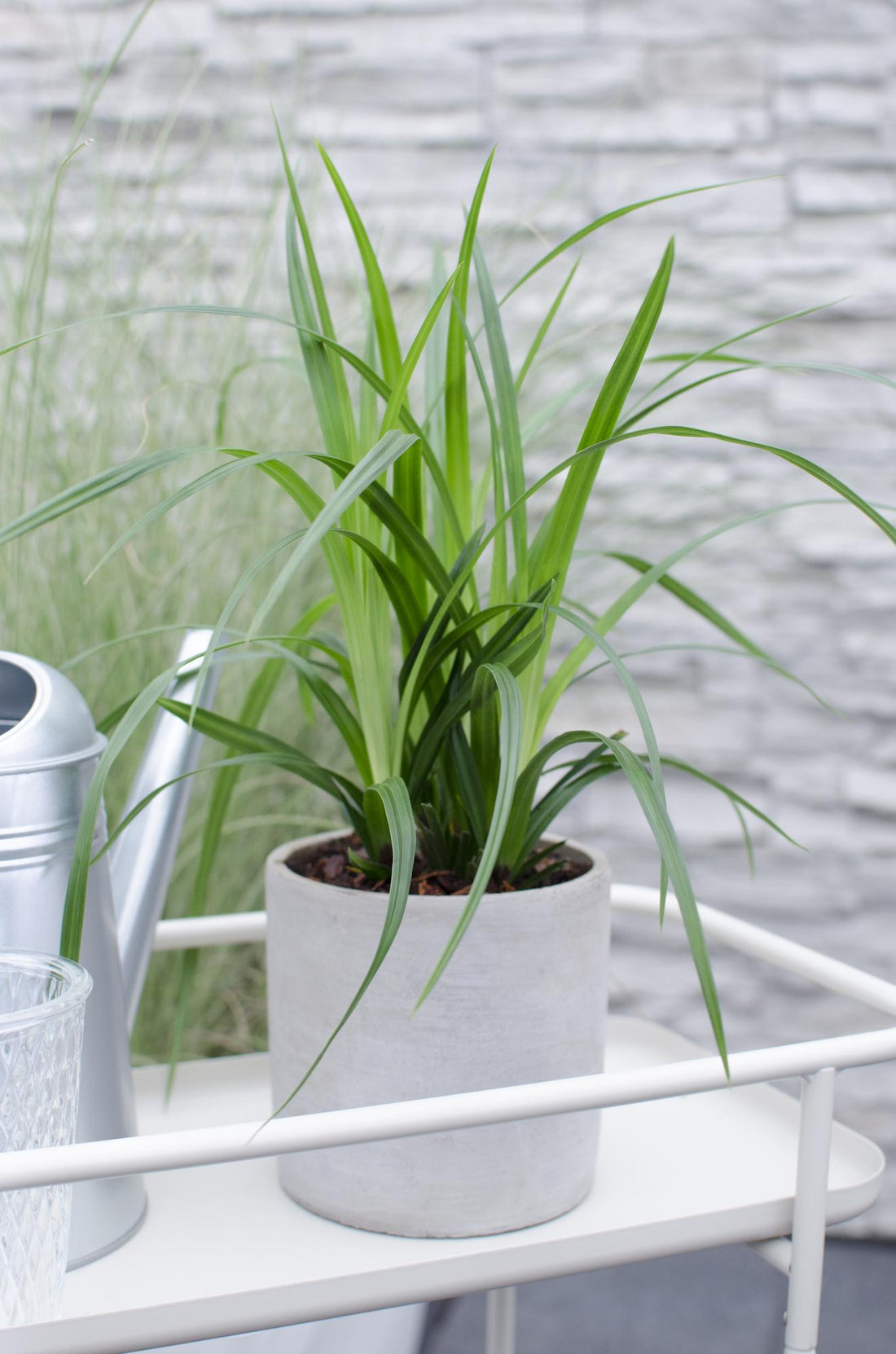 Japan-Segge - Carex morrowii Irish Green
