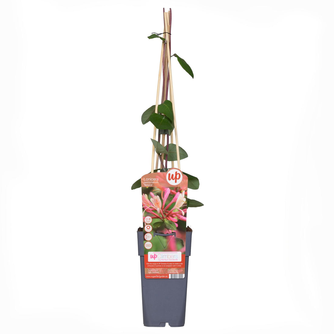 Lonicera periclymenum &