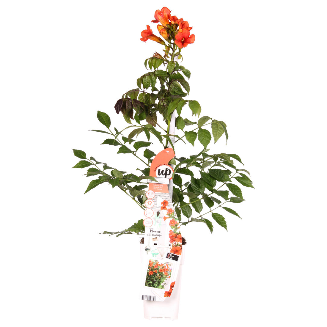 Trompetenblume - Campsis Summer Jazz Fire Trumpet - Ø19cm - ↕70cm - Ø15 - ↨65cm