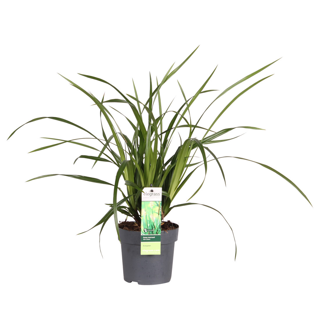 Japan-Segge - Carex morrowii Irish Green