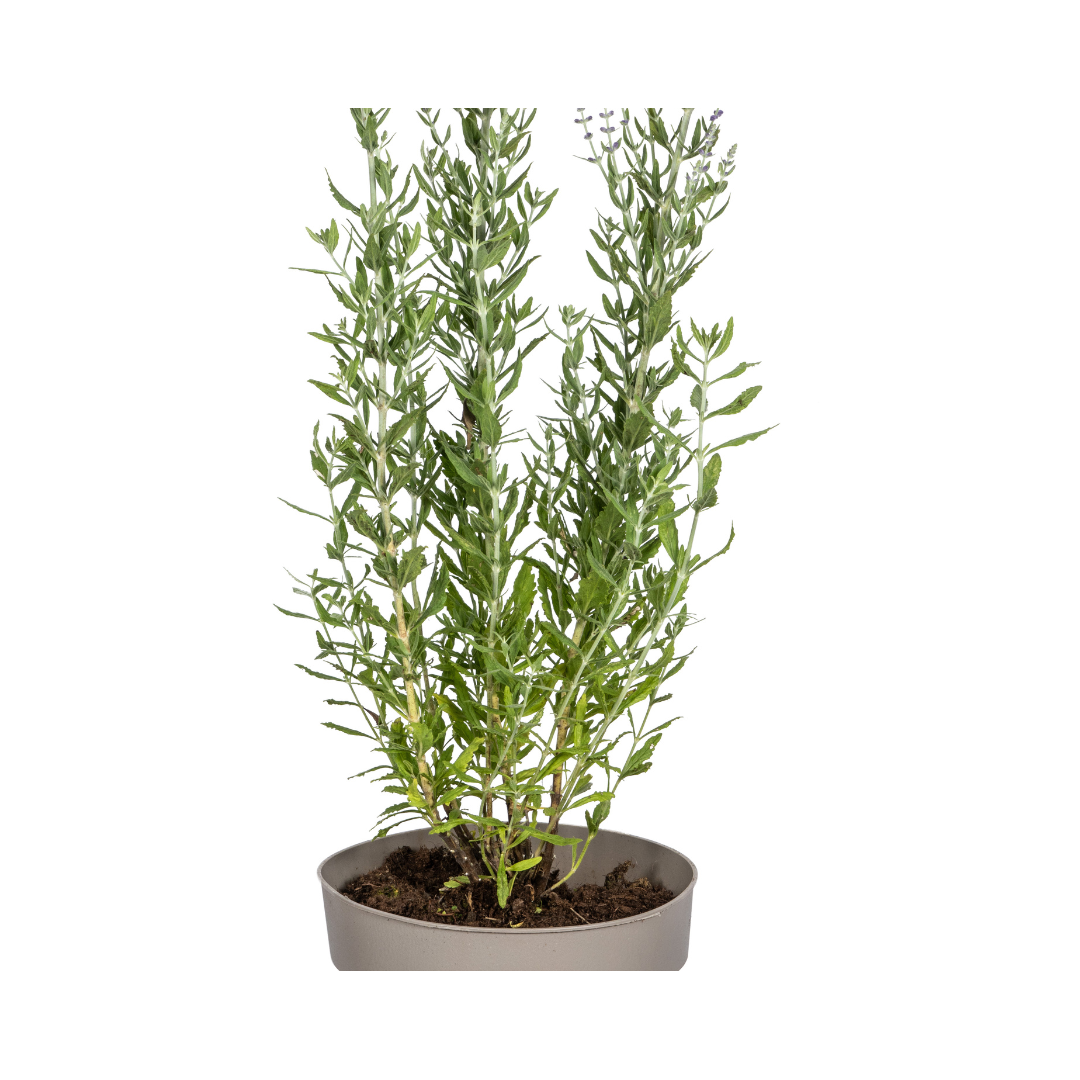 Blauraute - Perovskia atriplicifolia - Ø19cm - ↕50 - 60cm