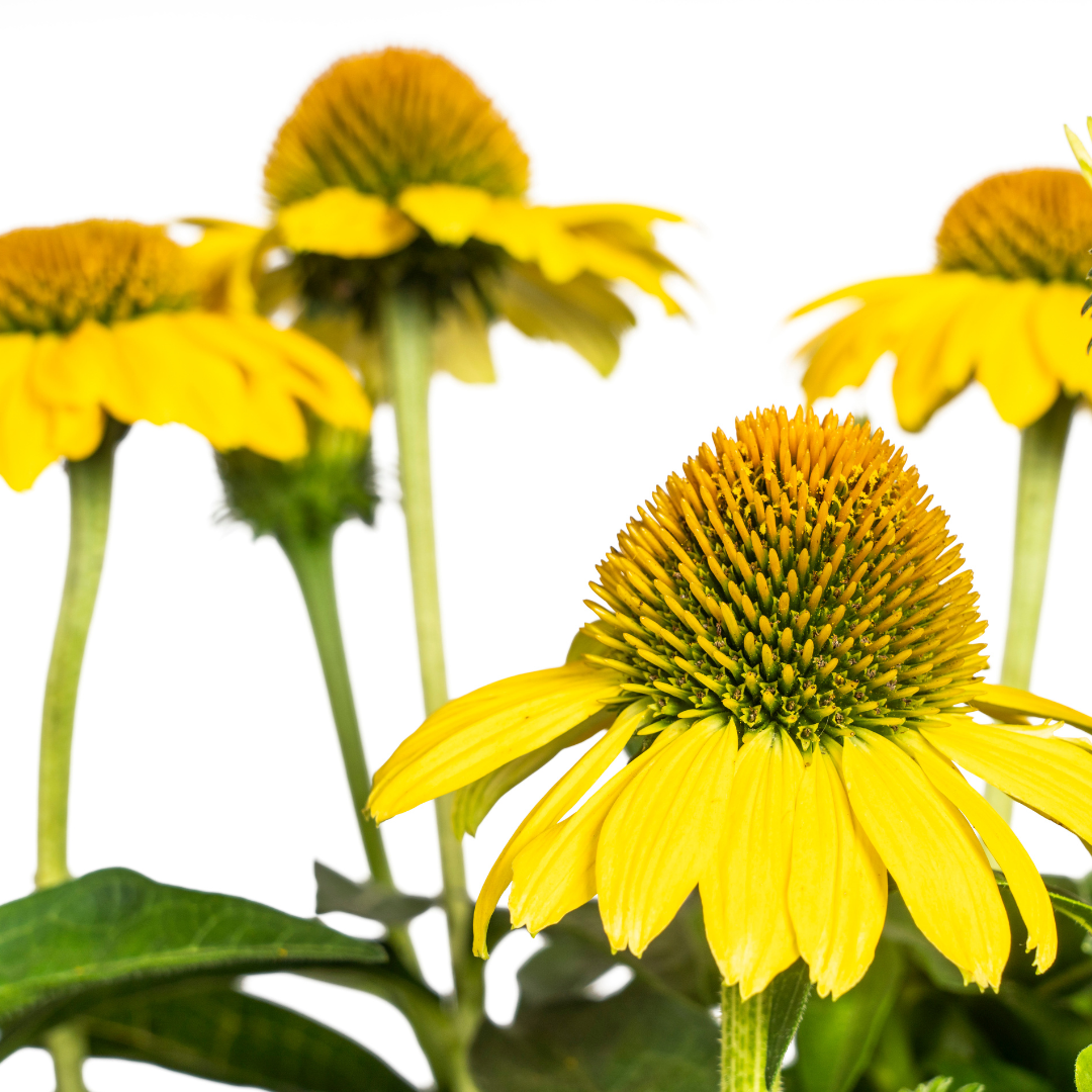 Sonnenhut - Echinacea purpurea Yellow Ø19cm - ↕60 - 70cm