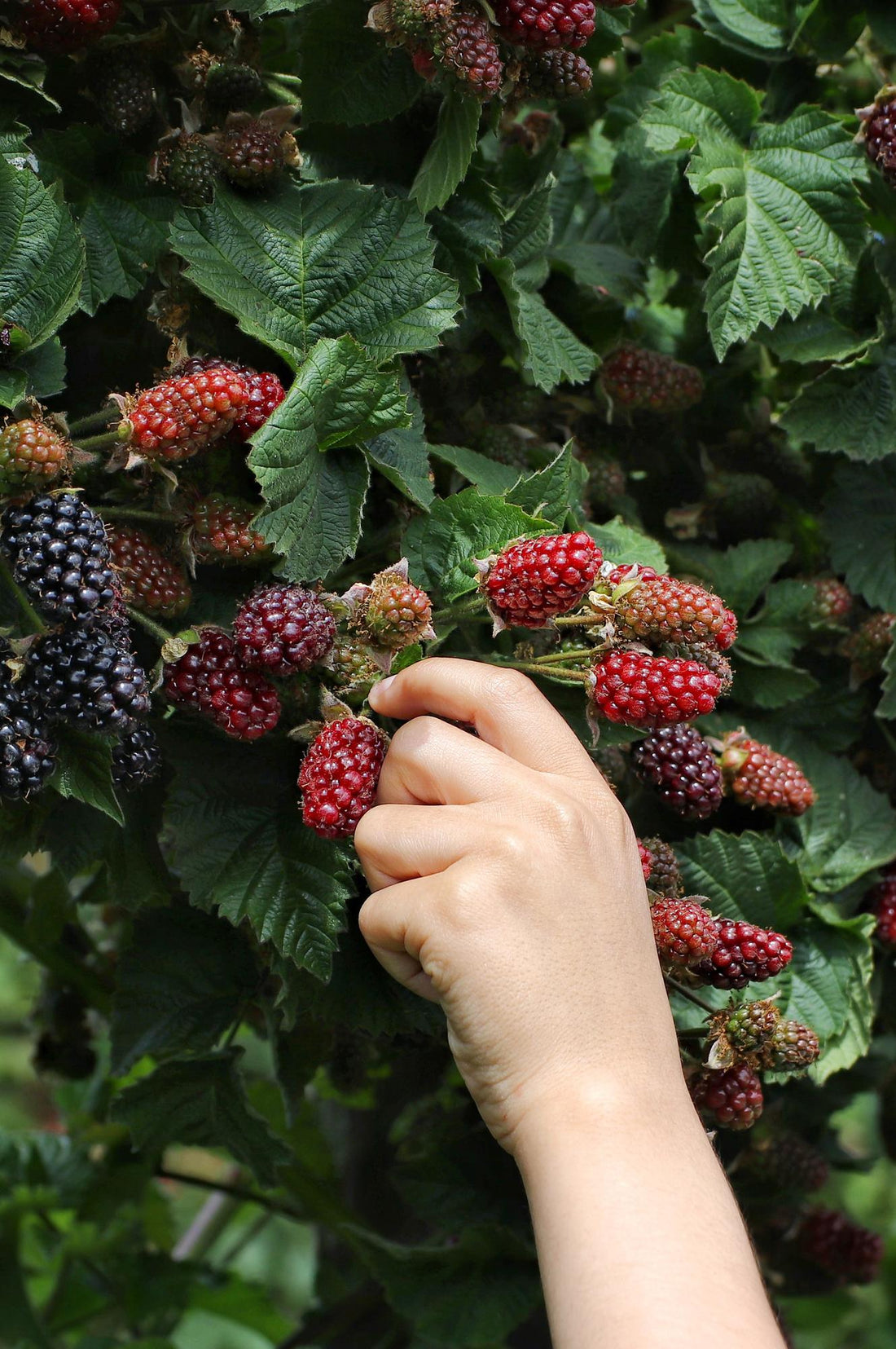 Dornenlose Brombeere - Rubus fruticosus &