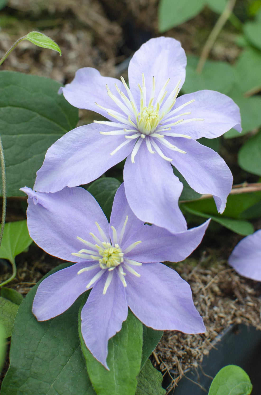 Clematis Justa - 3er Set - ↨65cm - Ø15